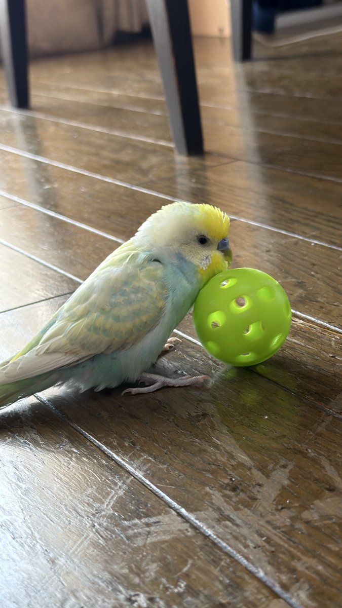 さくら tweet media
