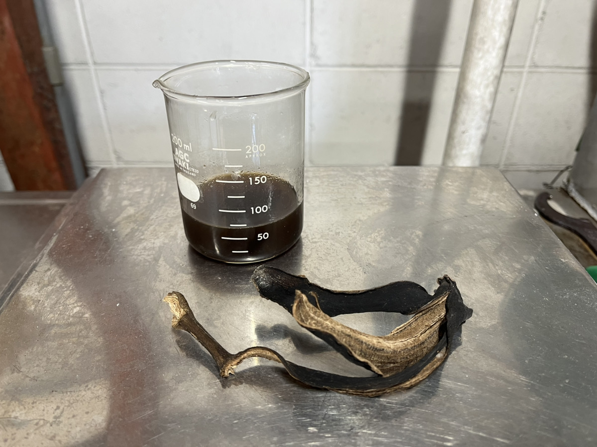 バナナの皮が大量に出るという取引先から預かった乾燥したバナナの皮から取り出した色素。 想像していたより濃い色に染まります。資源を余すことなく使い切り、新たな活用の道を探る。これが福井プレスが描く「地域で循環する染工場」の姿です。