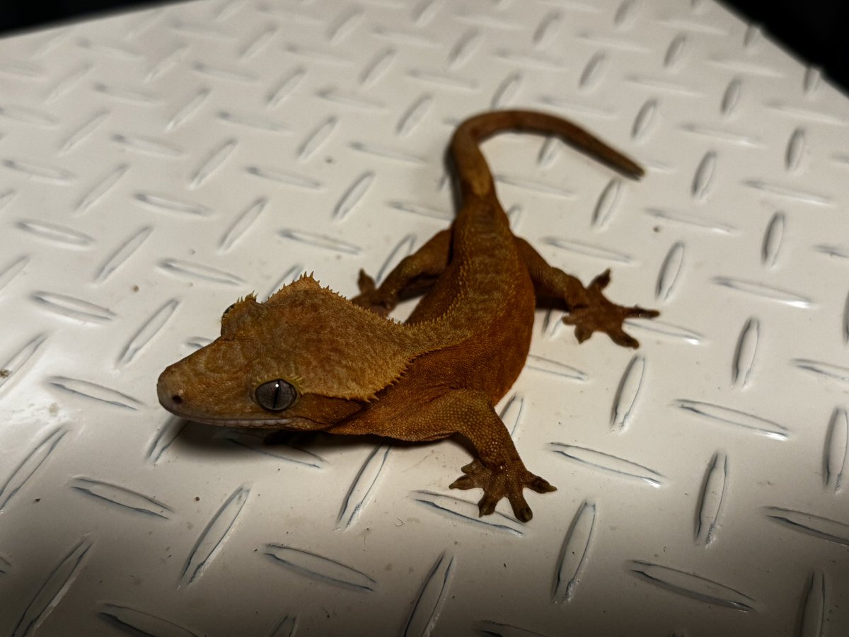 ダッツ@C collection tweet media