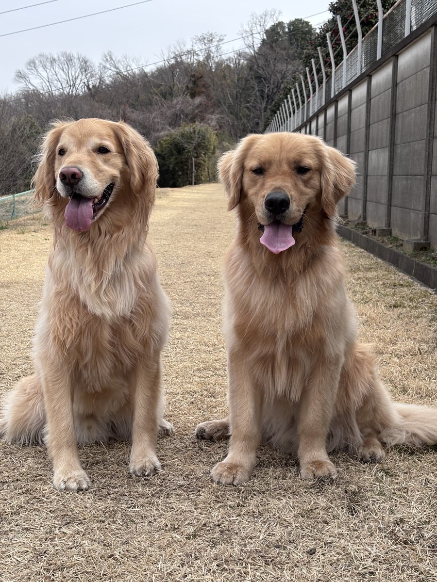 ゴールデンのボンド tweet media