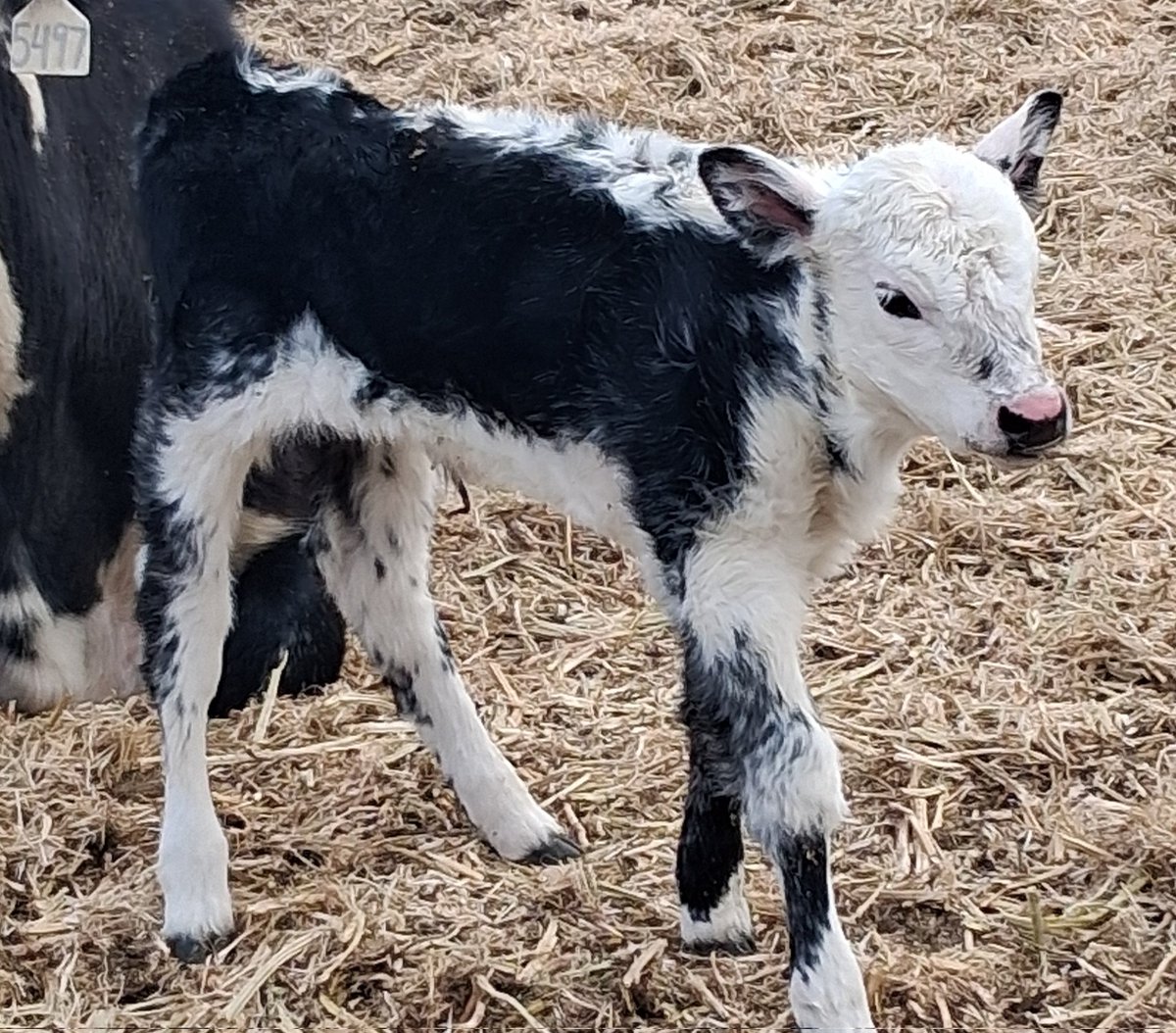 Bovine Thots With Poppin Twats tweet media