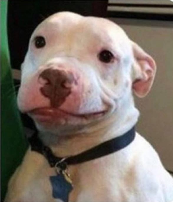 heliumfrog tweet media