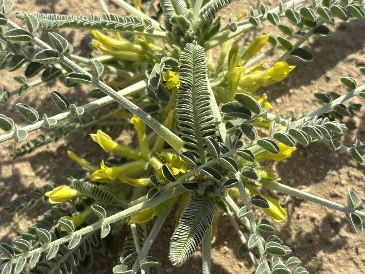 ياسر بن عصام النوري tweet media