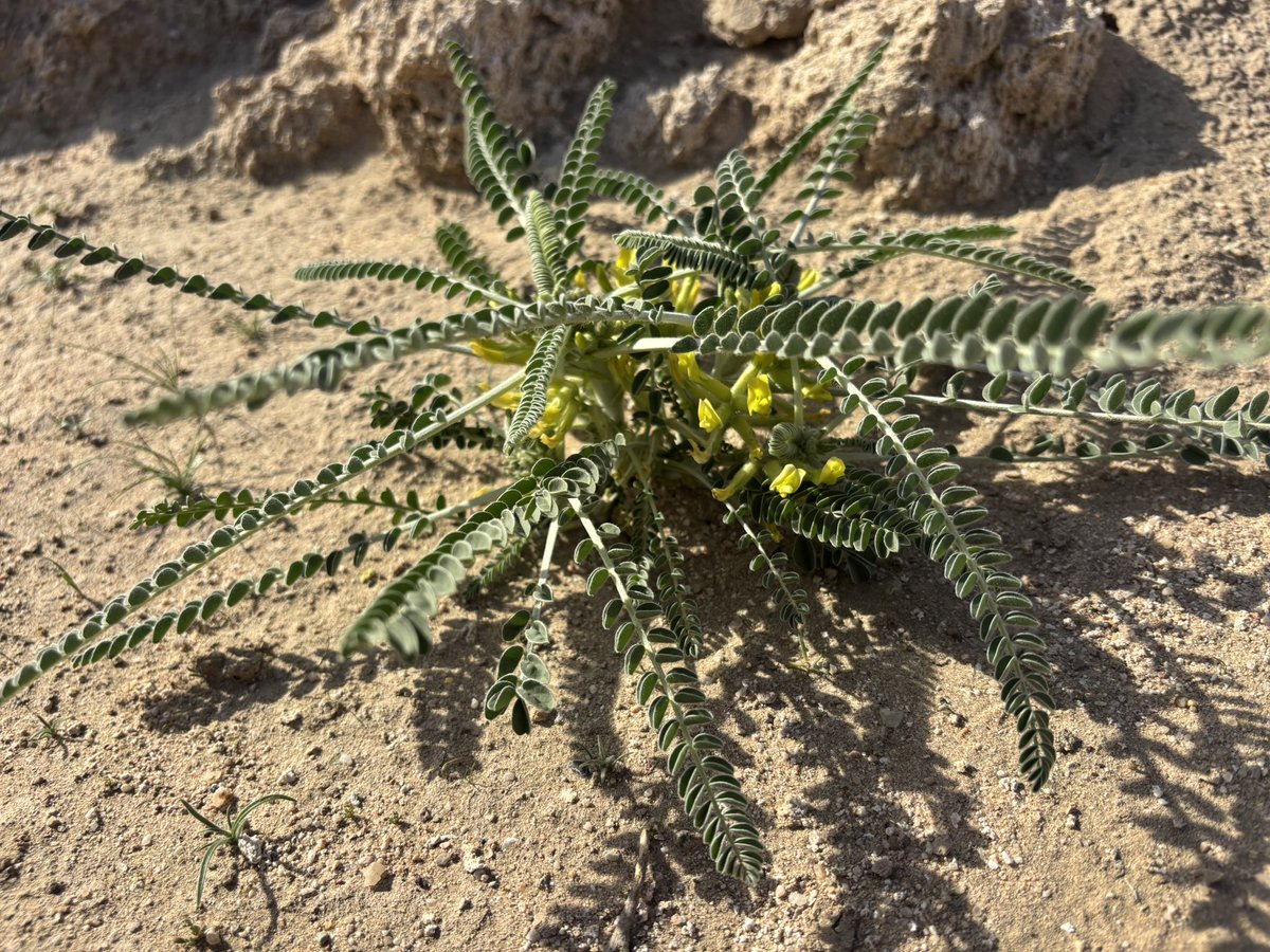 ياسر بن عصام النوري tweet media