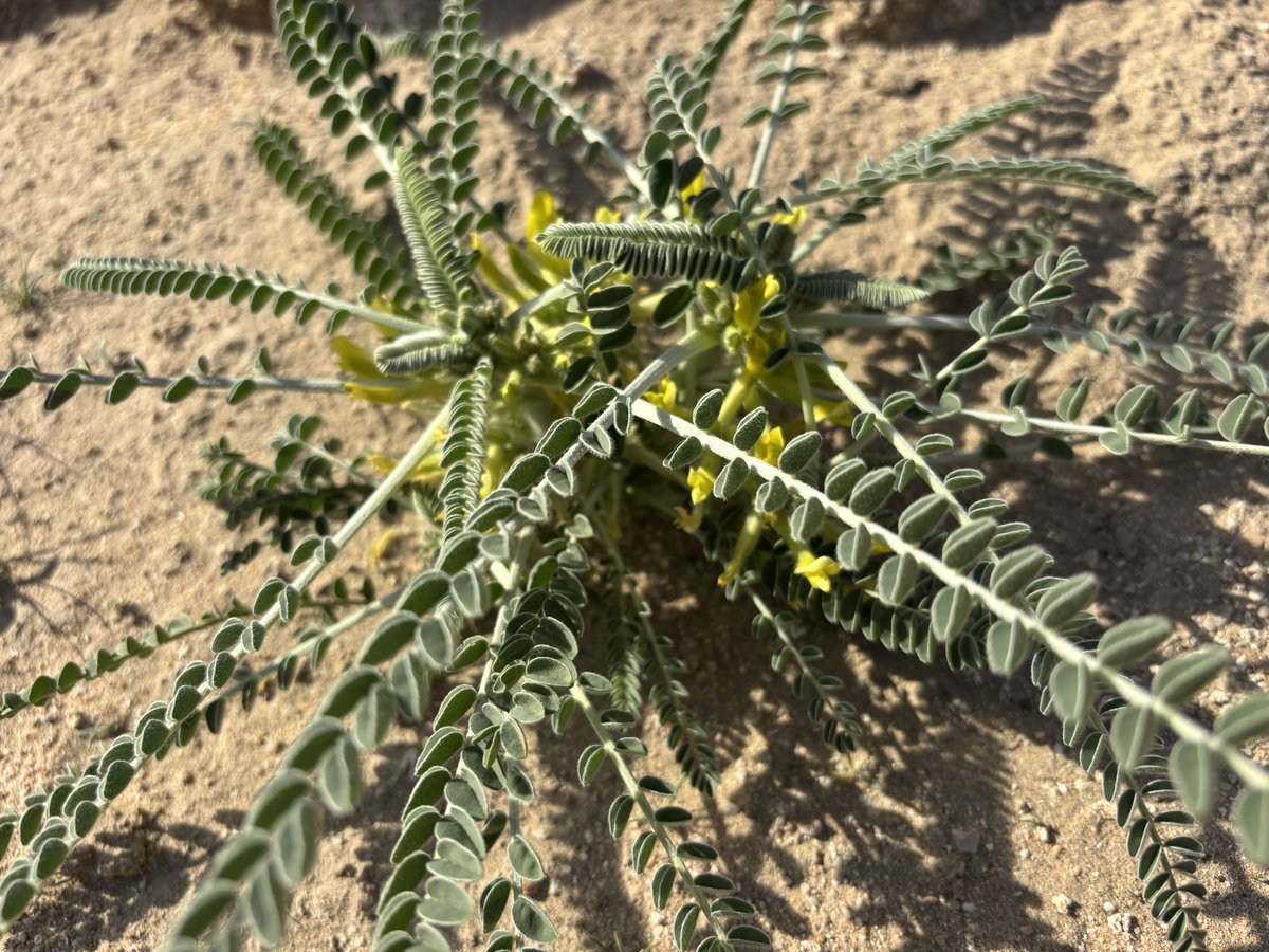 ياسر بن عصام النوري tweet media