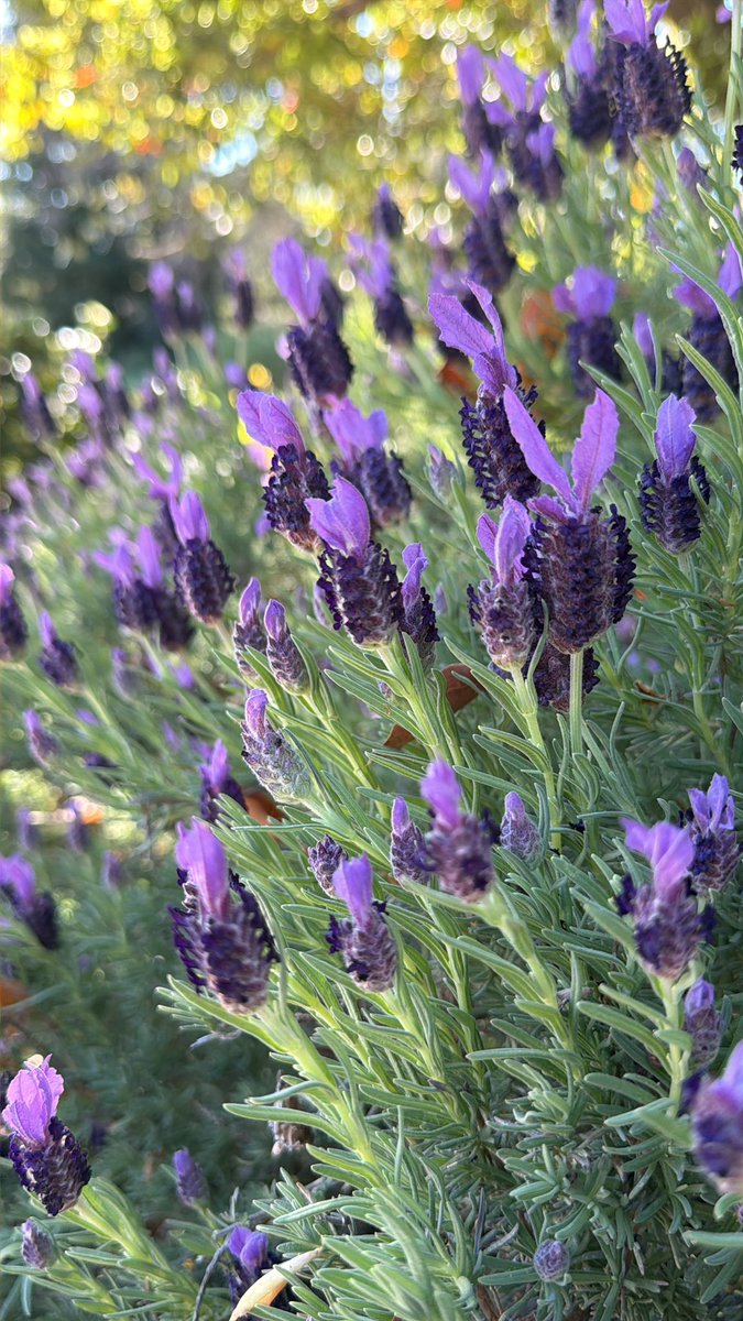 MarkMyWords tweet media