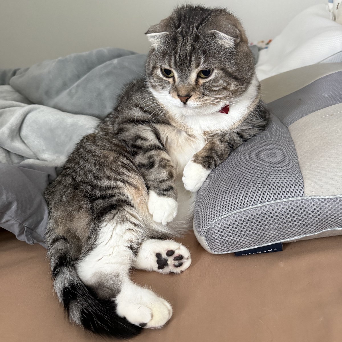 nekozo_cat's tweet photo. 渋すぎる猫 https://t.co/MrCvEiqpIb