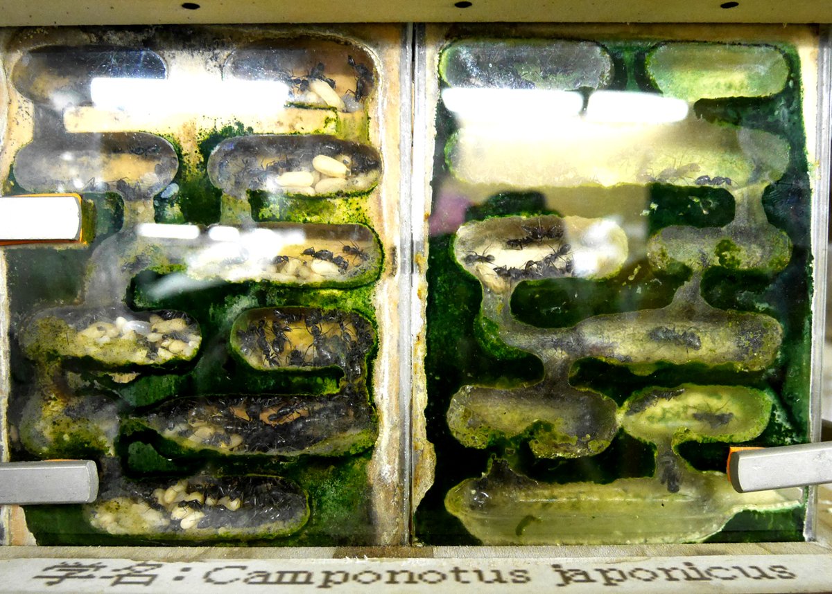 のんびりふわふわ ദ്ദി(˵ •̀ ᴗ •̀ ˵ ) tweet media