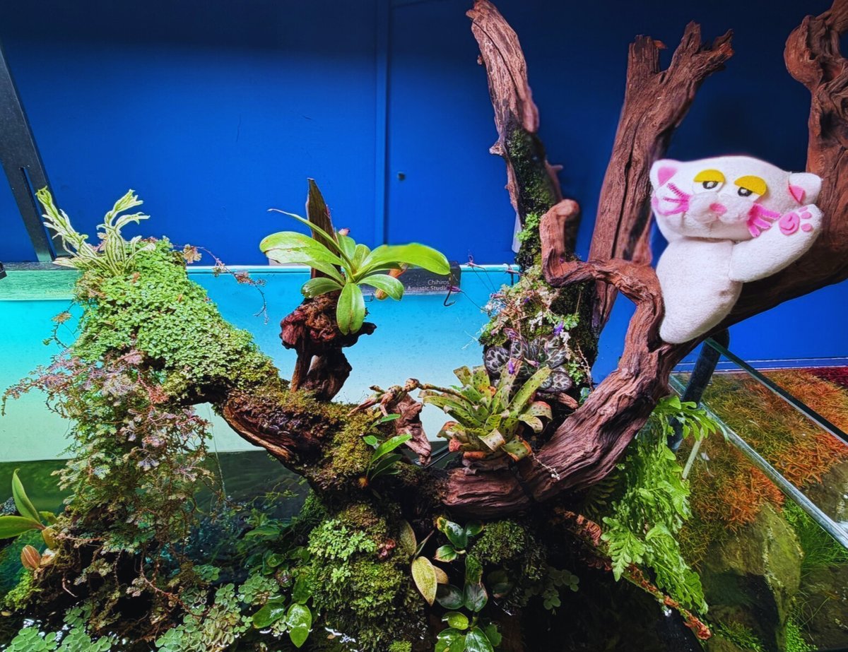 PETBOX オムとファムのふたりごと tweet media