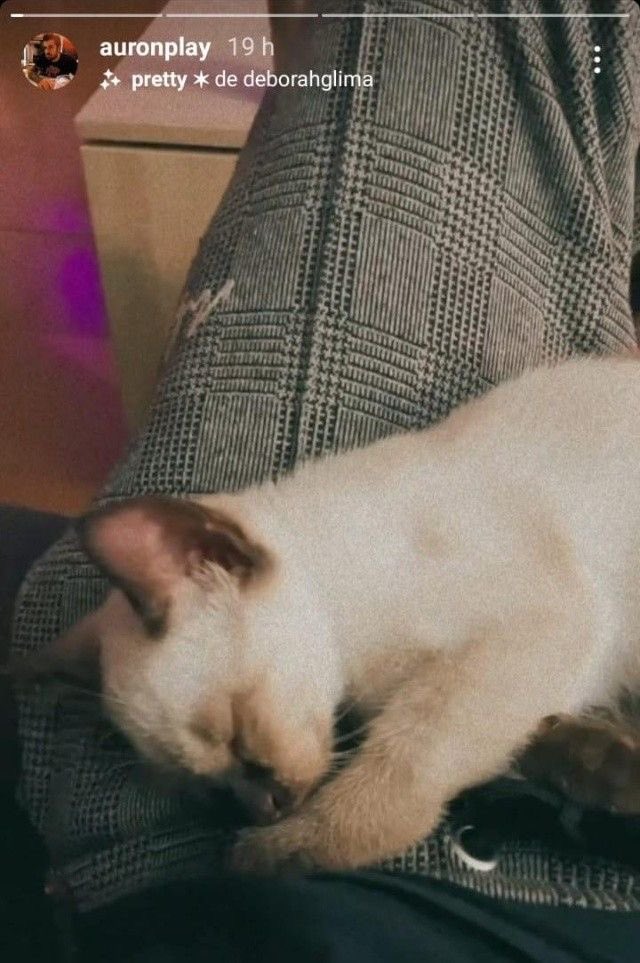 Daily Auron Cats ⋆˙⟡ tweet media