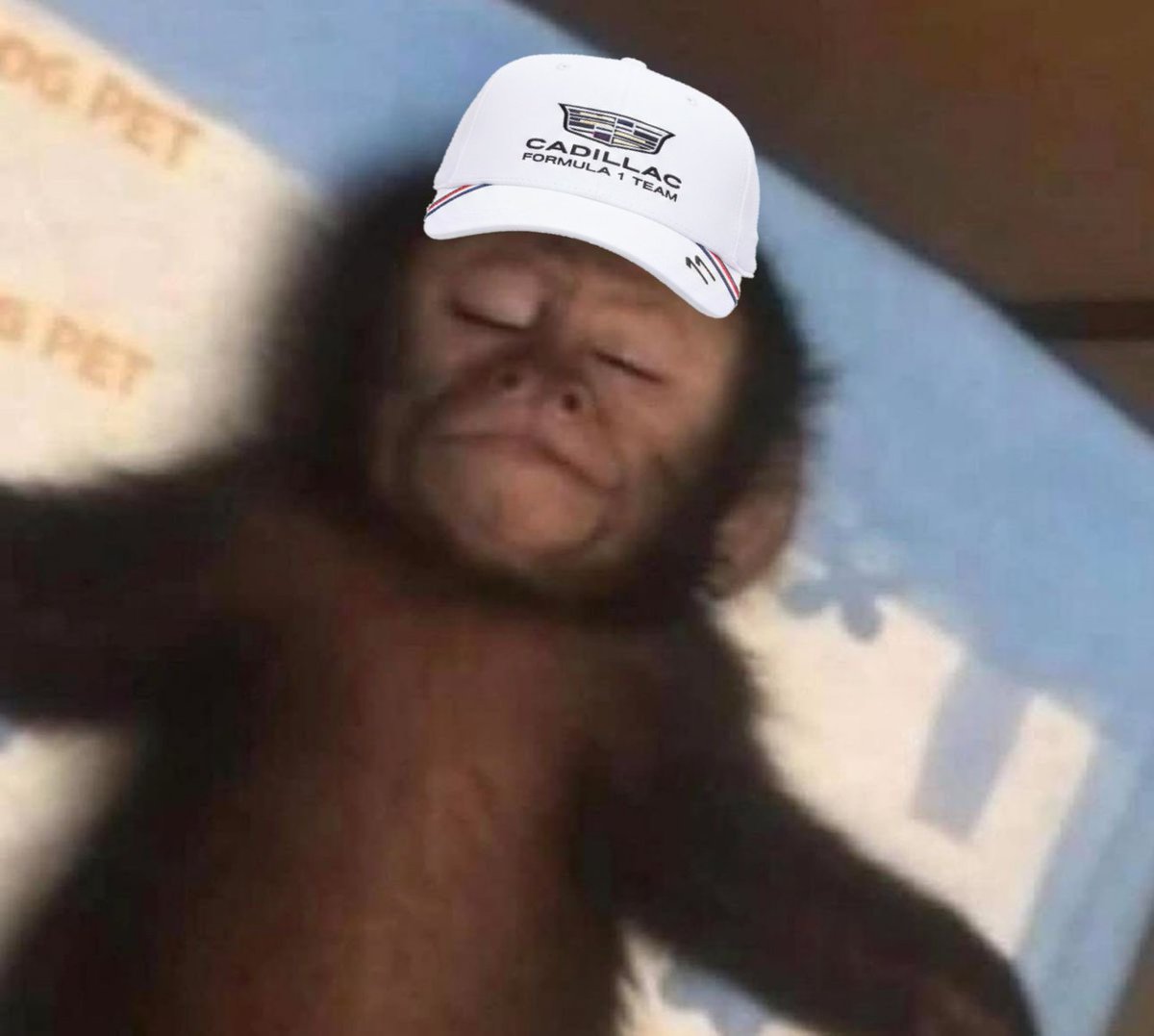 GCancino11's tweet photo. Yo chingue y jode que quiero ver la clasificación

Yo a la mera hora de la qualy: https://t.co/28JY1PrpC6