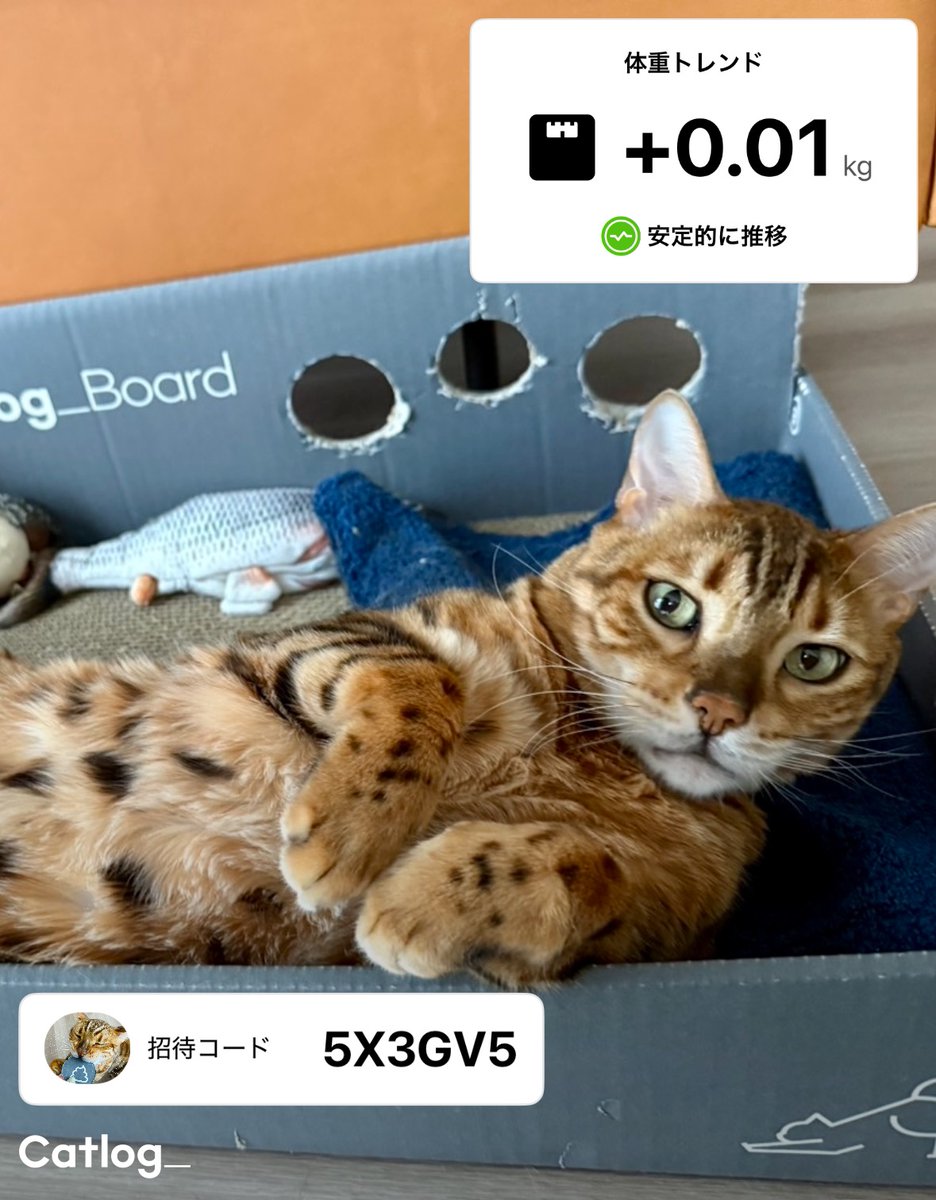 Catlog（キャトログ） tweet media