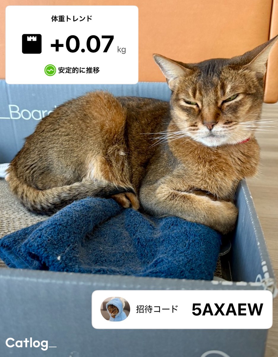 Catlog（キャトログ） tweet media