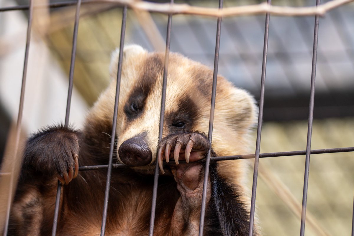 他の3匹が喧嘩しまくってるのに1匹だけ我関せずと檻登るこの子すき