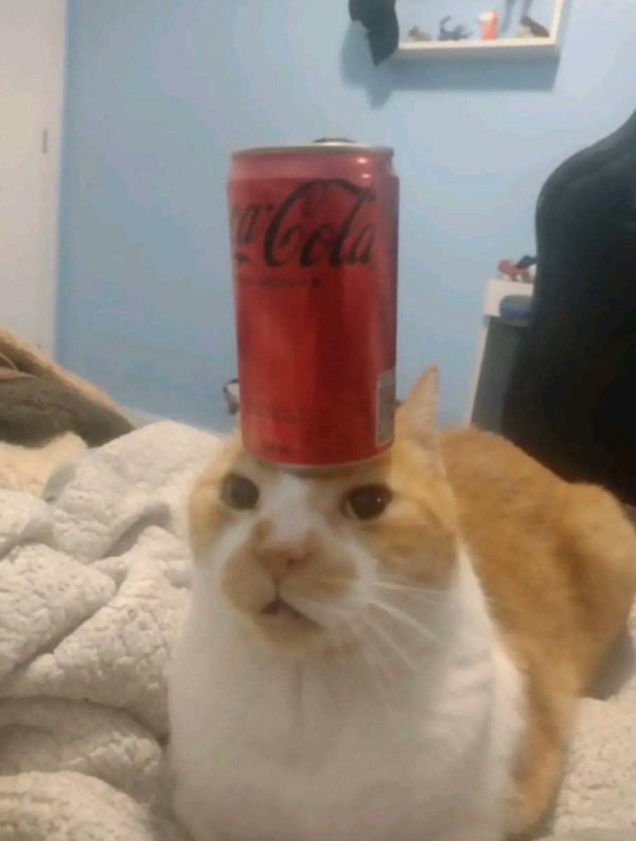 gatos fazendo gatices tweet media