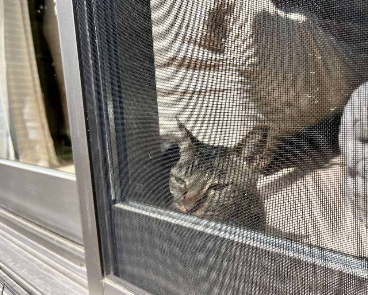 久しぶりの庭
恥ずかしがり屋のお嬢様、我が家のクリスマスローズ満開です☺️✨