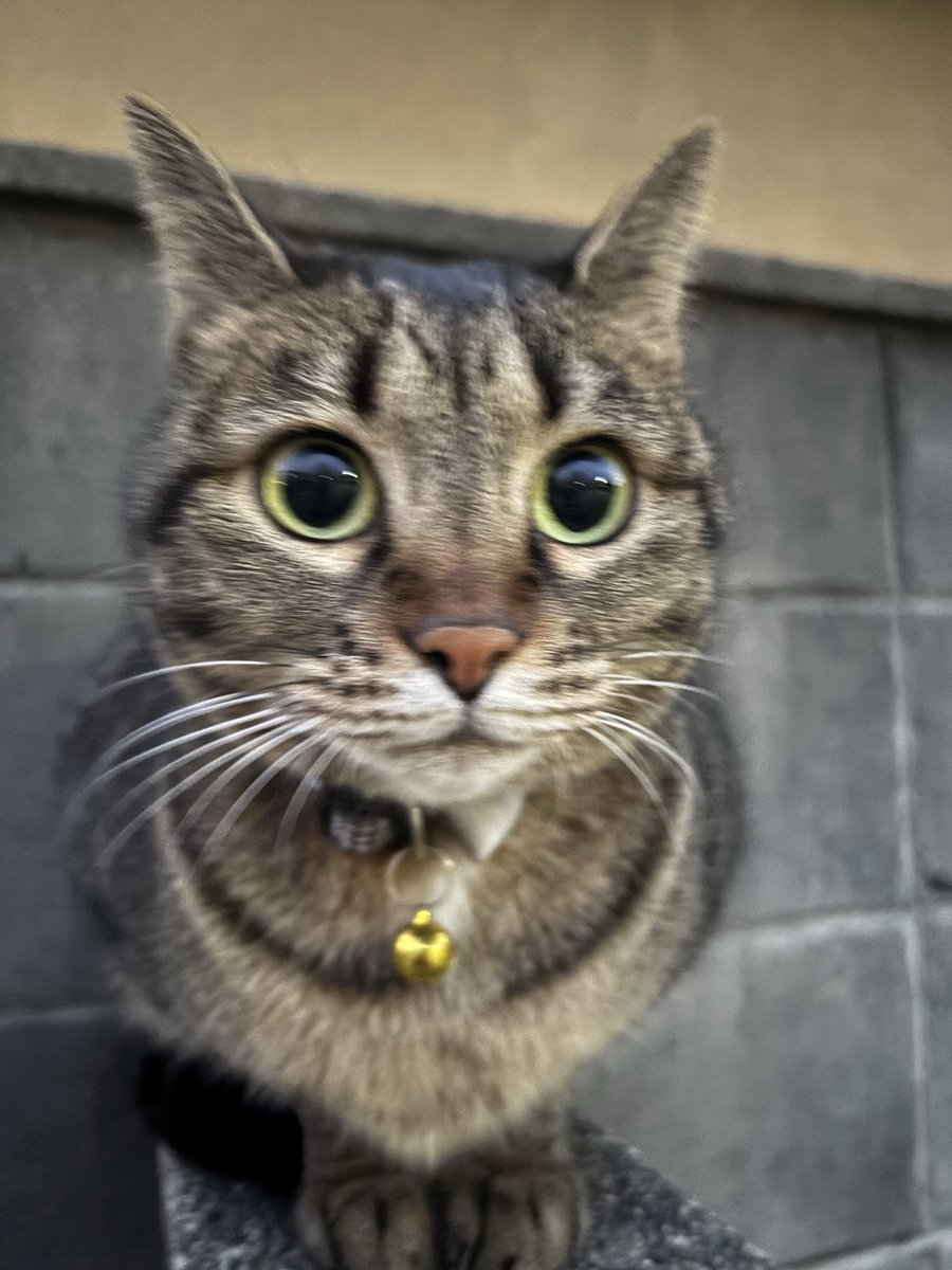 川口真一 tweet media