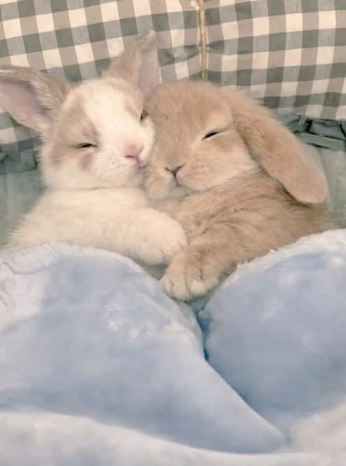 animalpopular9's tweet photo. So cute couple https://t.co/dPKO2k3jpj