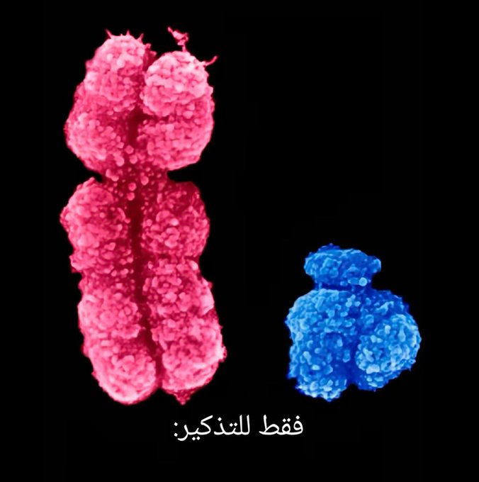 مٌو فَاضَُية‘…🪭 tweet media