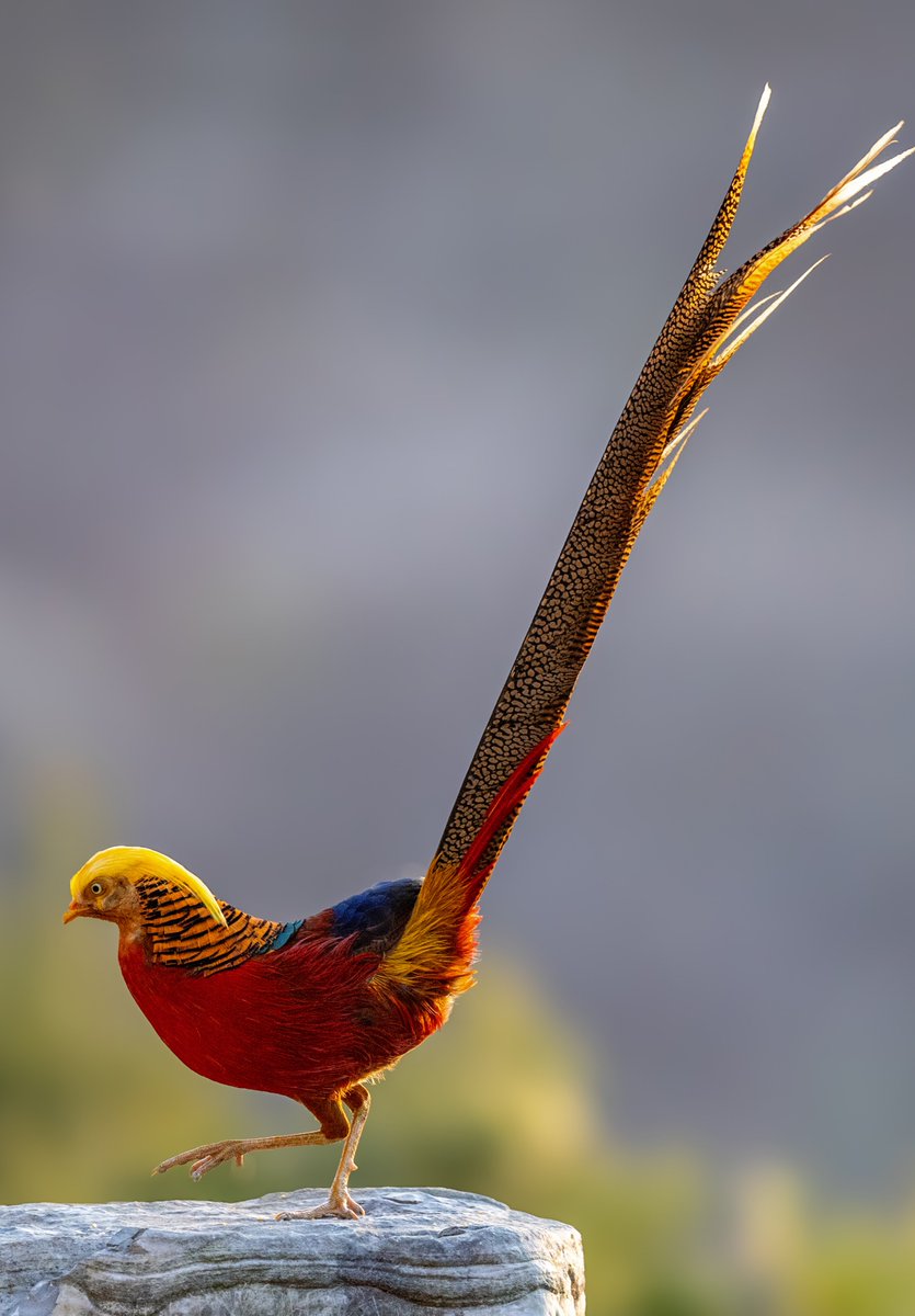 linjianyangbe's tweet image. a male Golden Pheasant (红腹锦鸡, Chrysolophus pictus), in Shanxi province.
Native to central and western #China, it is under second-class state protection.

#TwitterNatureCommunity
#Nature #Peace #Chinese