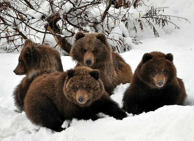 Todo Dia Ursos (@tododiaursos) on Twitter photo 