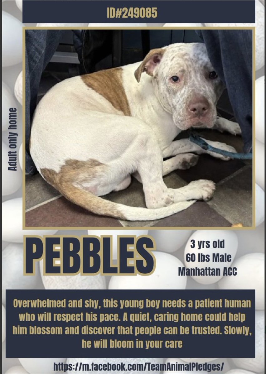 BeeDoDoobieDo's tweet photo. 🆕intake in Manhattan
PEBBLES, freckle face boy was stray/abandoned
🫣 A shy boy, he enjoys slow meetings w/new people
and this new world🌎 Let him come 2you & introduce
himself when he is ready☺️#Adopt or#Foster https://t.co/FVI5FNKLo4
💸send a #pledge4rescue ♥️#SavePebbles