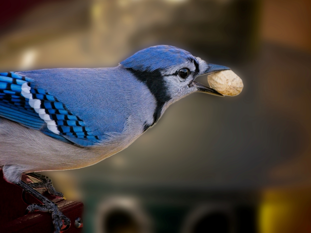 Plymouth Independent tweet media