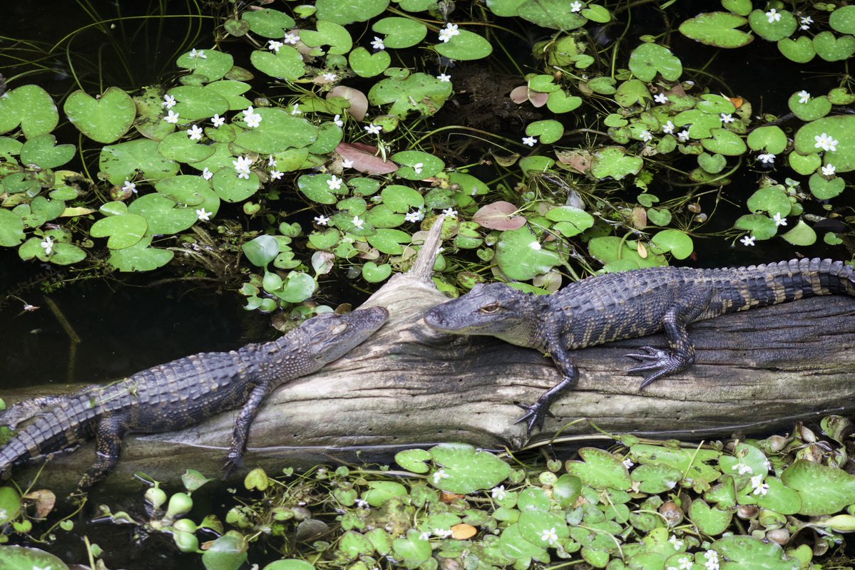 CultofCrocodile 🐊 tweet media