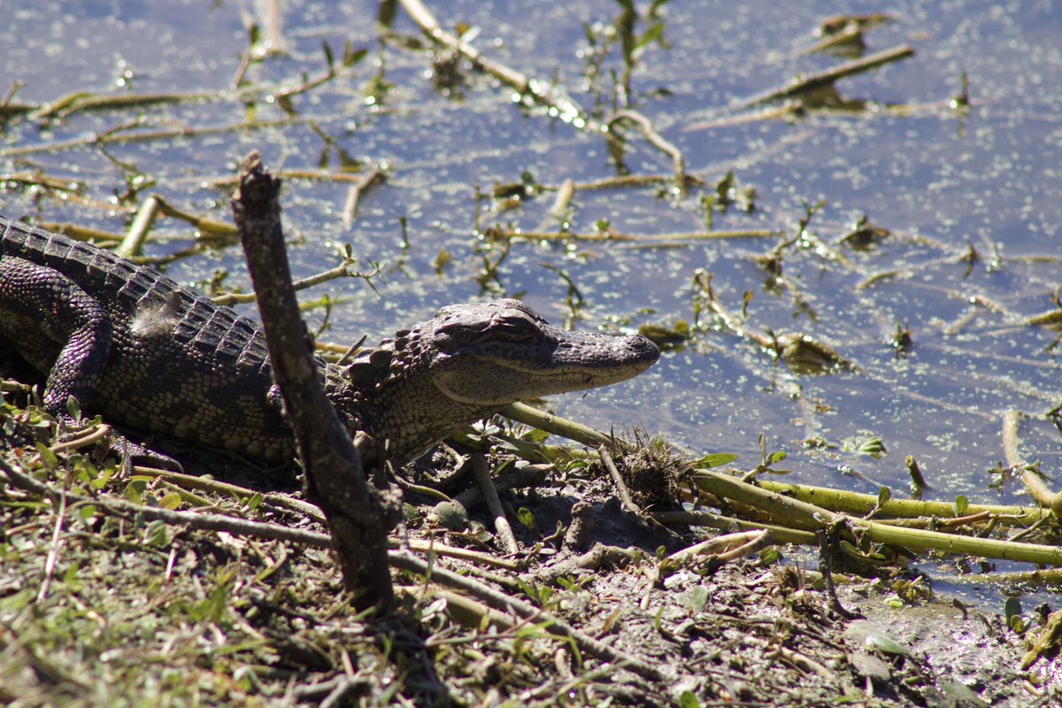 CultofCrocodile 🐊 tweet media