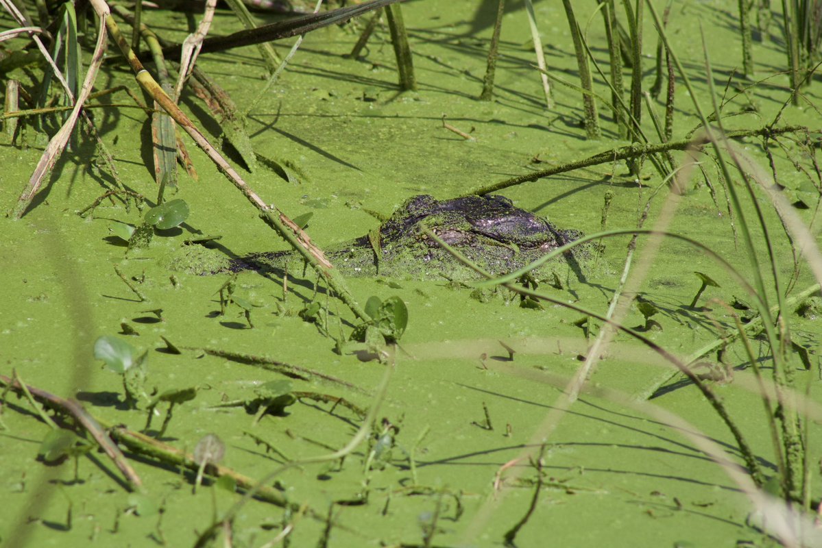 CultofCrocodile 🐊 tweet media