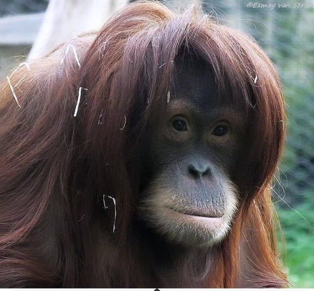 Kitty 🦧 tweet media