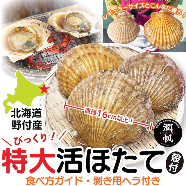 ＼びっくりサイズ‼️／
北海道野付産の殻付特大活ほたて🌊
ヘラと食べ方ガイド付きで、届いてすぐに美味しく食べられます！

詳しくは👉 hops-japan.com/view/item/0000…