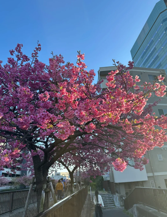 IJ_BF5's tweet photo. 春の空と桜のピンクがとても綺麗でした 🌸✨
歩いているだけで心が少し優しくなる景色です 😊
#桜
#春の風景
#散歩日和
#写真好きな人と繋がりたい
#春 https://t.co/USItHnWHpA