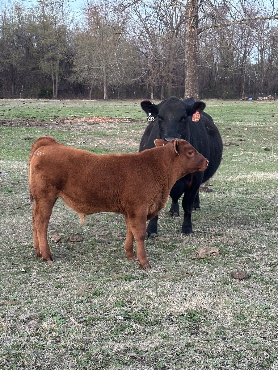 Bitcoin Ranch tweet media