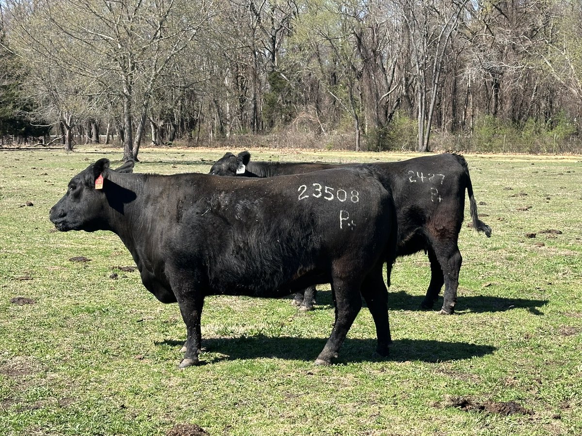 Bitcoin Ranch tweet media