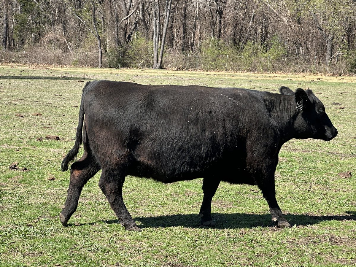 Bitcoin Ranch tweet media