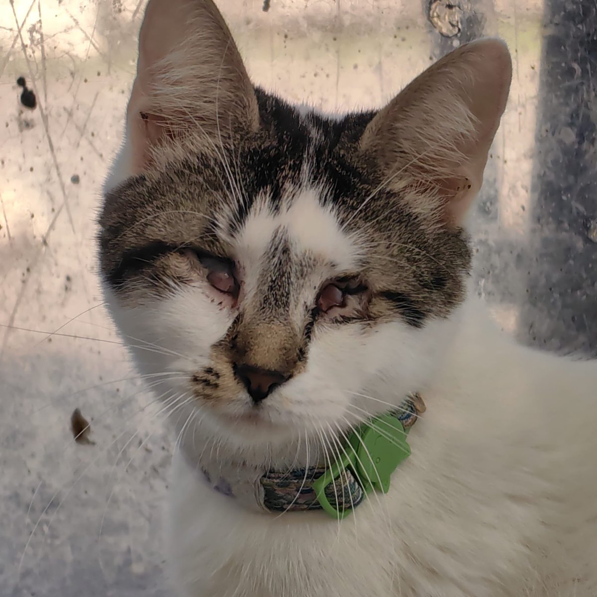 AysemOzleyis's tweet photo. Kör bir kız Balca
Sokakta bu şekilde bulunmuş. Gidecek yeri olmadığı için Engelli Kedi Birimine alınmış. Fakat burada çok fazla kedi var ve aşırı korkuyor. İnsana karşı sıcak kanlı. Sevilmekten çok hoşlanıyor.
Onun için sakin, huzurlu bir yuva arıyorum.
1 yaşından küçük, minyon tipli bir kedi kişisi kendisi.
Gören kedilerden ev ortamında bir farkı yok. Kum kullanıyor.
Balca benim kızım olsun derseniz 5449557689'a whatsapptan kendinizi tanıtan bir mesaj atın. Lütfen aramayın cevap veremiyorum tüm aramalara.
İstanbul
@engelsizpatilereyuva 
#kalbiylegörenkedi #sevgiengeltanımaz #keşfet
