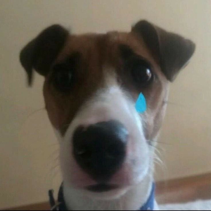 Ver el qsmp sin el guapoduo va estar bien difícil