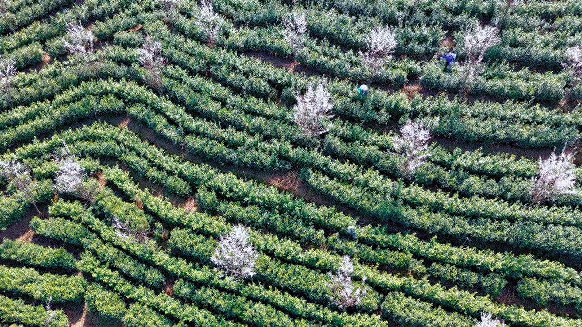 NiceYa🇨🇳 tweet media