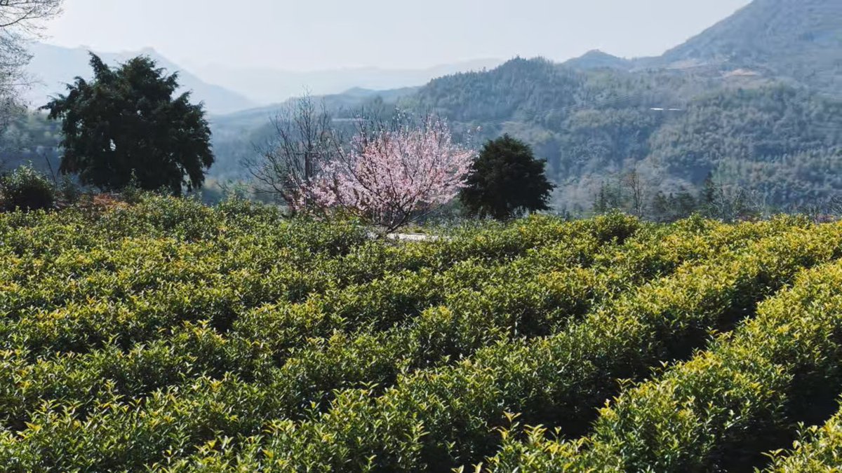 NiceYa🇨🇳 tweet media