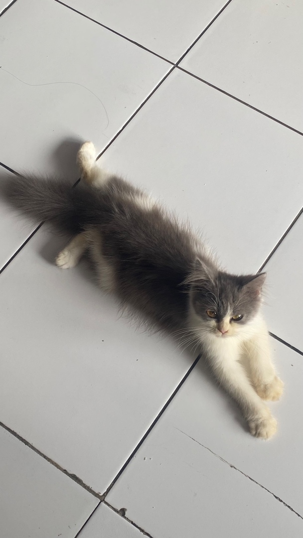 undipmenfess tweet media