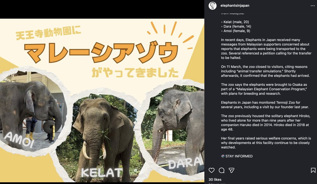 GlobalElephants's tweet photo. Three elephants, Dara, Amoi, and Kelat, have been moved from Malaysia to Tennoji Zoo in Japan, amid scrutiny and welfare concerns. https://t.co/d7VQVI9aWi https://t.co/veDOpH1szU