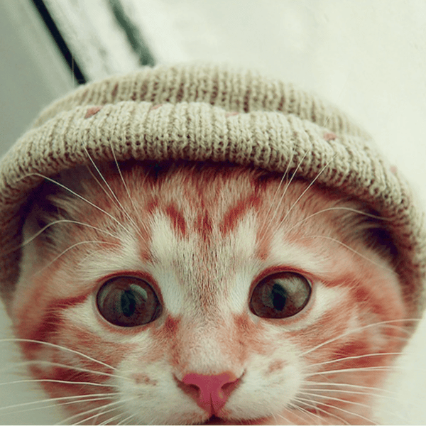 As this is the only OG $CWIF on pumpfun with the real image and OG bonding curve, the fireworks will start after bonding! 

Legit lore, older than $WIF - think about it!
SO MUCH HIGHER!

B2jVg7mdwzUGDeS63ZMHs6wHKchpTwBwZmuBJUZQEF3q