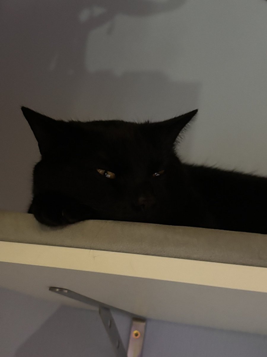 Icey ݁ ˖Ი𐑼⋆ tweet media