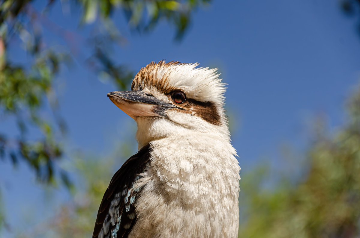 Bioplatforms Australia tweet media