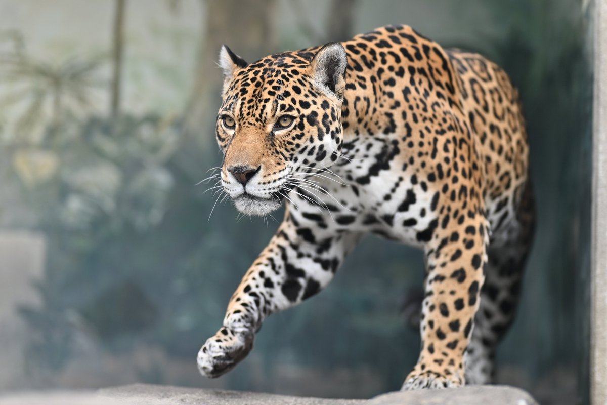 uber_tiger's tweet photo. 🐆✨
#天王寺動物園 #ジャガー ロン https://t.co/QNNjYXbLkS