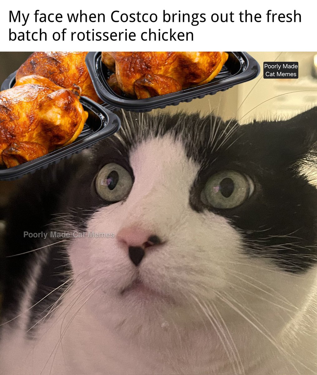 PMCatMemes's tweet photo. https://t.co/f8pJgpfN5N