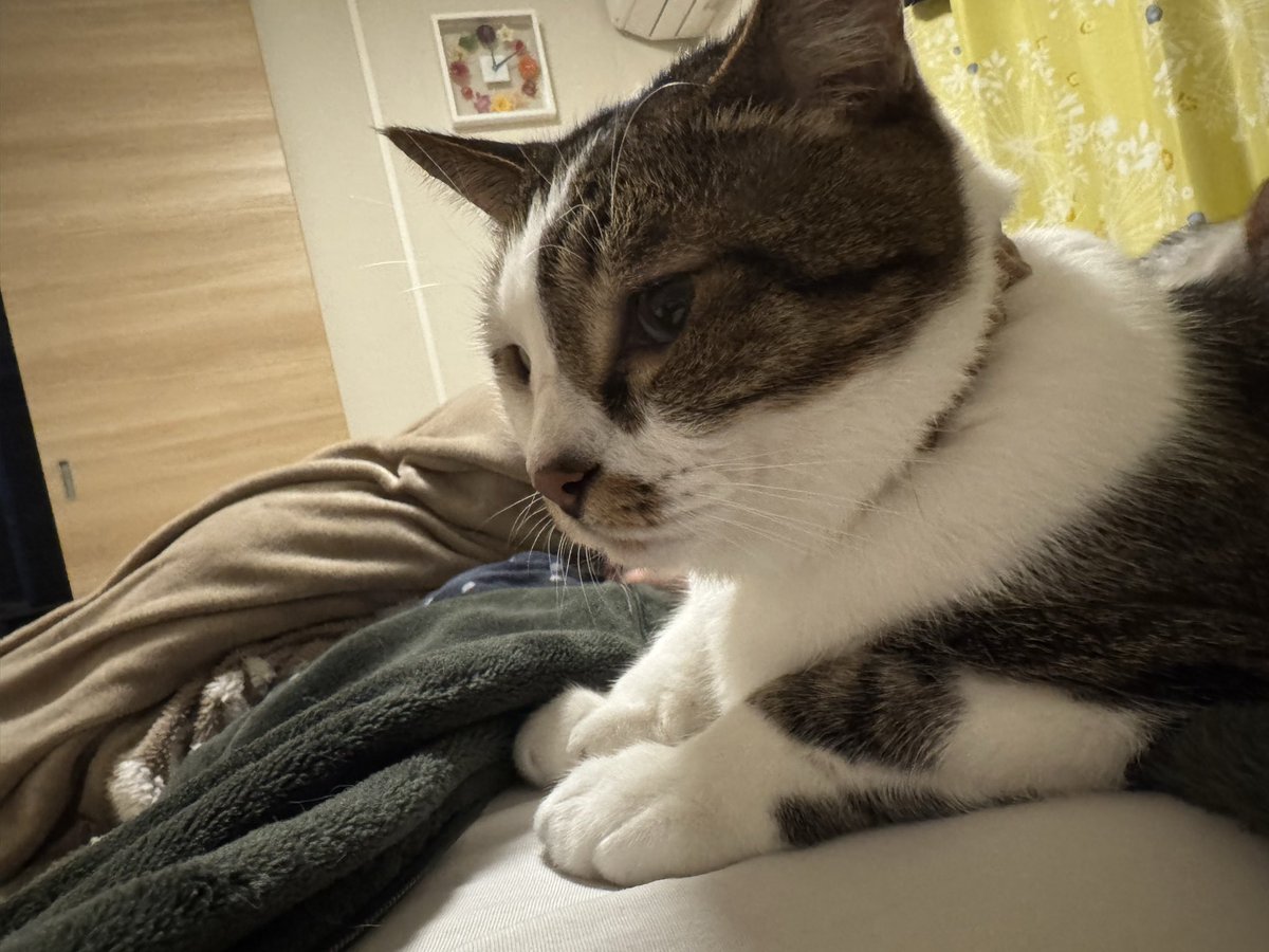 aroetomugi's tweet photo. #猫好きさんと繋がりたい 
#猫のいる暮らし

みなさまおはようございます。 https://t.co/n2HFfeE9v7