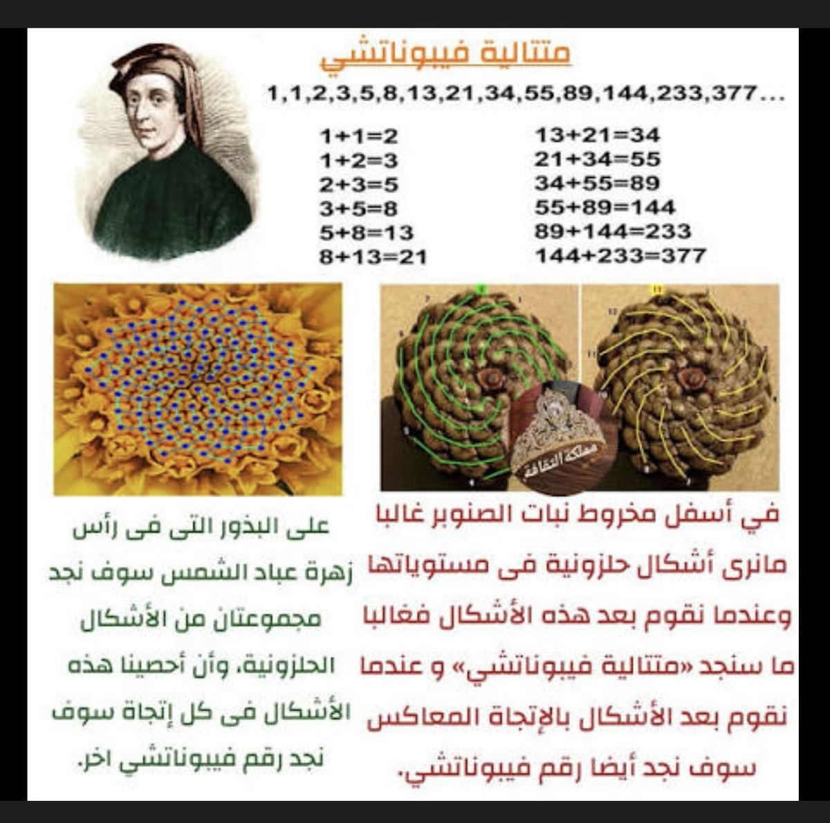 عالم الرياضيات الايطالي فيبوناسشي اكتشف في القرن الثاني عشر، متوالية تعتمد على ان (ثالث رقم فيها) يساوي حاصل جمع (الرقمين السابقين له)..
هذا التسلسل العجيب نلاحظه في معظم المظاهر الطبيعية حولنا من توزع بتلات الأزهار ونمو أوراق الأشجار إلى تقسيمات المحار وتناسل الفئران والأرانب..