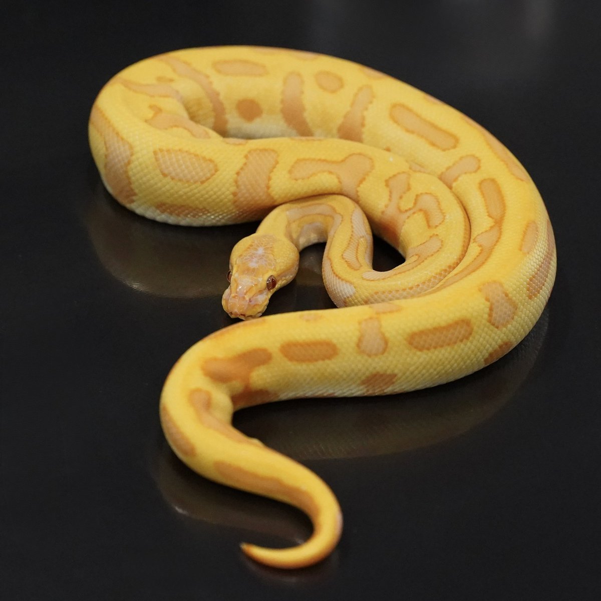 Side-B Collection tweet media